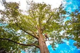 Tree and Shrub Care in Mooresville, NC